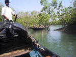 Sunderbans Jungle Camp - inside mangroves