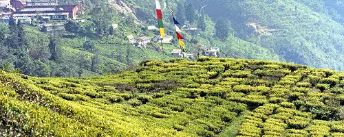 Darjeeling - Tea Tour